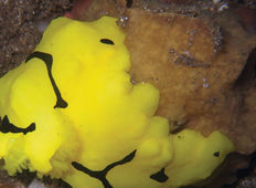 Aegires minor