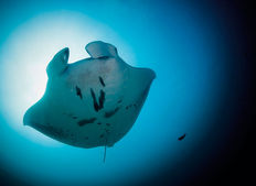 Thailands havsinvånare - en marinbiologisk uppdatering inför vinterns folkvandri