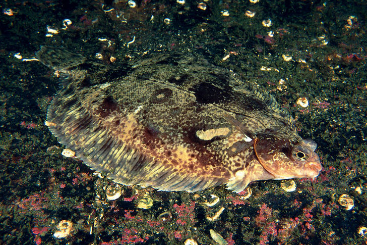 Bergskädda, Microstomus kitt Bergskädda, Microstomus kitt