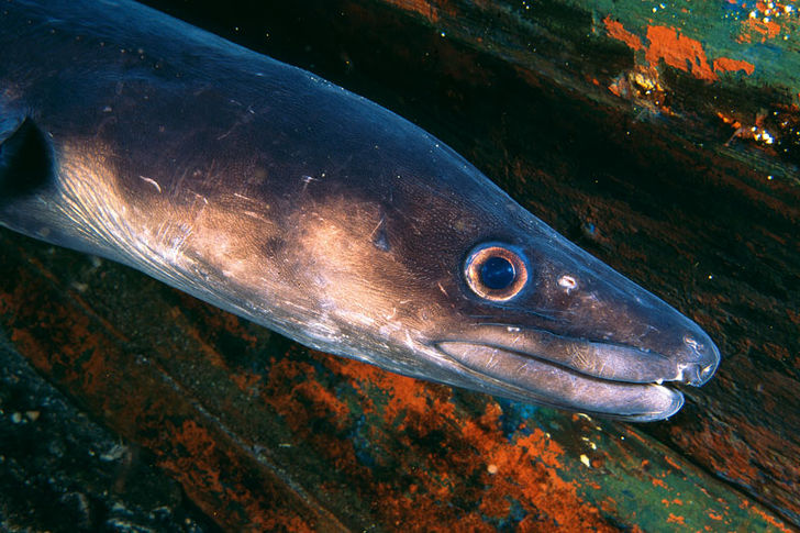 Havsål, Conger conger Havsål, Conger conger