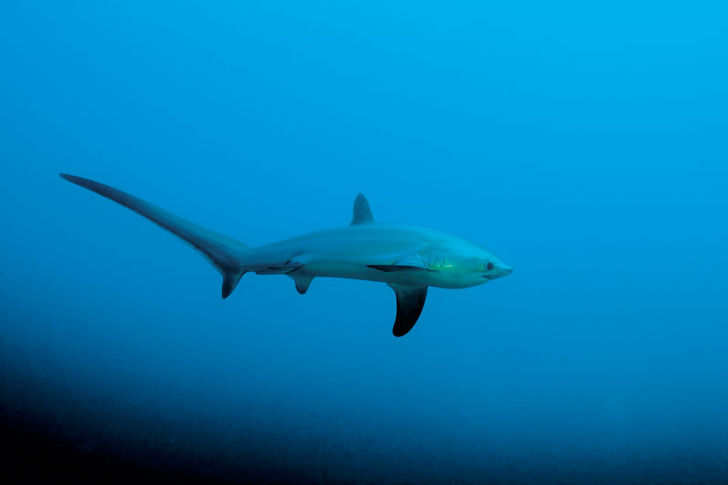 Den som har turen att få se en rävhaj kan lätt identifiera arten tackvare den långa stjärtfenan som utgör halva kroppslängden. En haj bakom örat