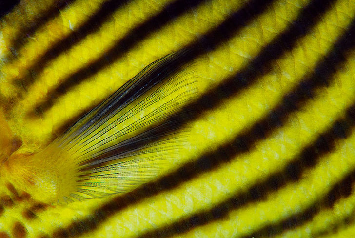 Ibland är det de enkla detaljerna som gör en bild. Här en fjärilsfisk i närbild. Epson Red Sea Competition – Och vinnare är …
