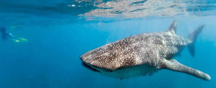 Vid Ningaloo Reef är det inte tillåtet att dyka med valhajarna. Men sällskapet under snorklingsturerna är det knappast någon som klagar över... Valhaj, knölval och manta på Australiens västkust