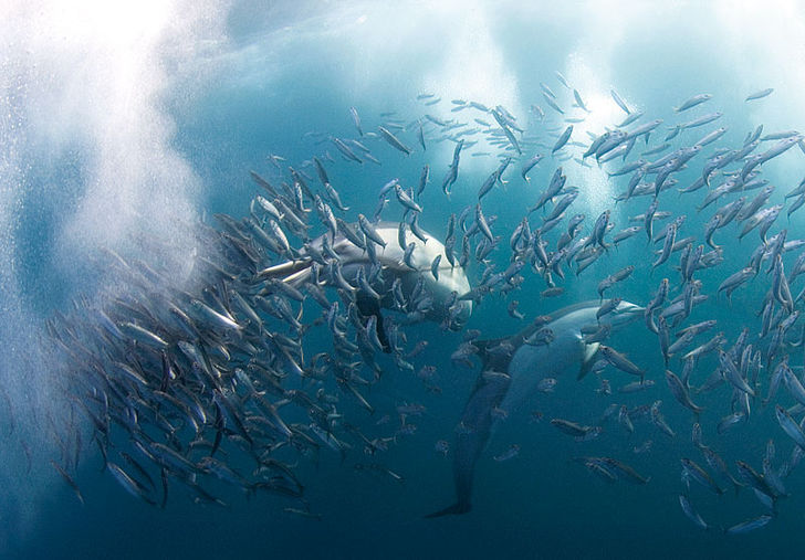 Rusningstrafik – Sardine Run i Sydafrika 