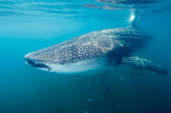 Månadens haj – Valhaj (Rhincodon typus)
