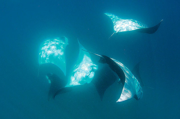 Mantastisk – Maldivernas mantor vid Hanifaru
