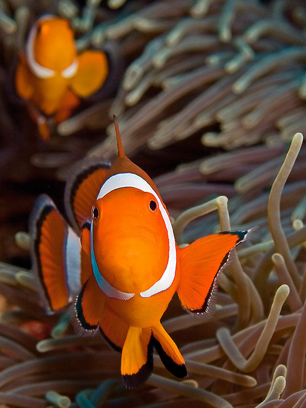 Motiv Clownfisk
Plats Gamat Bay, Nusa Penida, Indonesien
Utrustning Olympus E330, 35 mm Macro, två Ikelite DS125
Exponering 1/80 sekund, bländare 9, ISO 100
Kommentar Spännande dyk med nedåtgående ström. Lyckades ändå fånga de här två vackra clownfiskarna. De är både små och livliga. Det krävs alltså både tålamod och lite tur att få bra bilder av dem. Alltid lika populärt motiv.