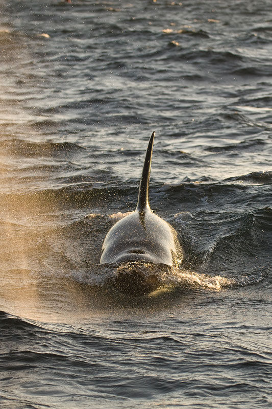 Det är lätt att känna igen en späckhuggare. Den väldiga ryggfenan
kan bli nästan två meter hög.
Späckhuggare – på safari i Norge