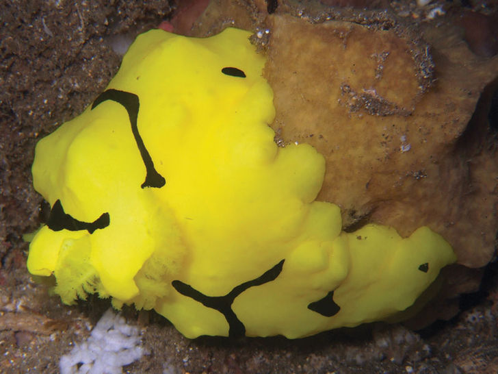 Aegires minor