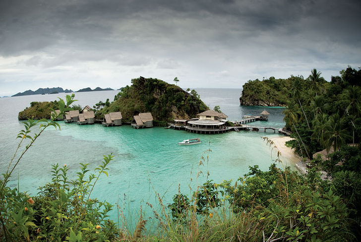 Misool Island Eco Resort hade 17 unga svarttippade hajar simmande i viken framför.
Raja Ampat – i wobbegongernas värld