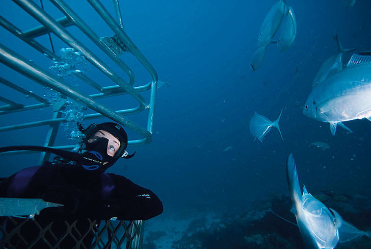 Det speciella med Rodney Fox Shark Expeditions är att hajburen inte bara hänger 
