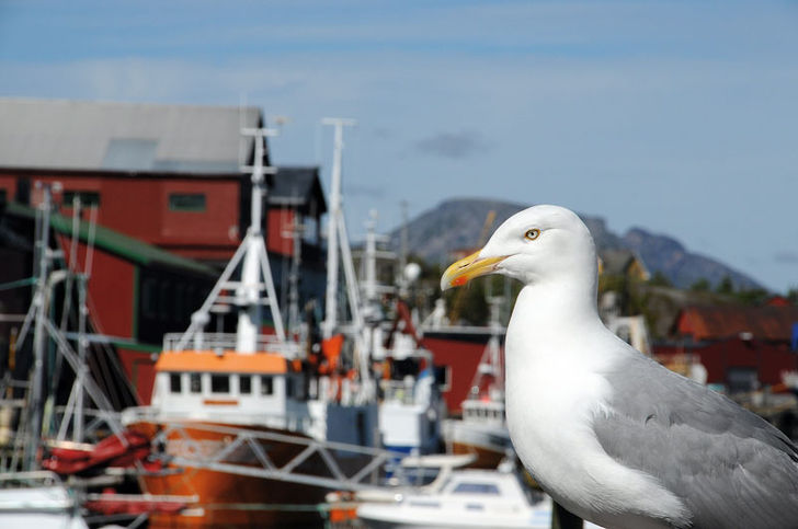 Lofoten – Dykning i tareparadiset 