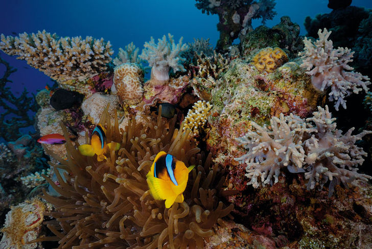 Dahab – Ökensafari hos beduiner 