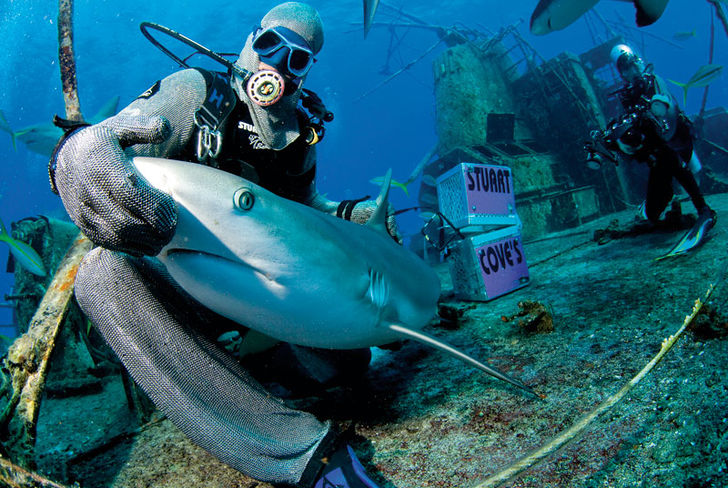 Chang arbetar som hajmatare hos Stuart Cove och tvekar inte att hantera hajarna handgripligen. Bahamas – På hajcirkus hos Stuart Cove