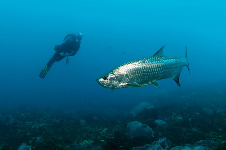Den väldiga tarponen, en sportfiskares drömfångst, har ofta ett favoritställe de hänger på. Den här giganten gillade en vägg uppe vid Speyside. Tobago – en karibisk pärla!