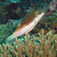 Den tvåfärgade blåsfisken (Canthigaster smithae) upptäcktes så sent som 1977. Zanzibar – full fart under ytan