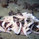 Den Vita Kontinenten – Möt Antarktis makalösa värld ...