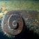 ”Kanelbullen” i stäven på Plus fungerar som en slags gallionsfigur. Åland – dit segelskutorna åkte för att dö