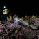Oslofjorden är inte grå och slammig. Stiliga bergsformationer, anemoner och färger uppenbarar sig när du dyker ner i fjorden
Hajfeber i Norge