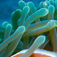 Skunkclownfisken (Amphiprion perideraion) är den vanligast förekommande anemonfisken runt Pemba.
Hakuna Matata – Pemba ligger långt från Las Vegas