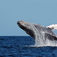 Rusningstrafik – Sardine Run i Sydafrika 