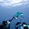 En av de nyfikna och fotogeniska oceanic whitetip-hajarna som håller till vid Elphinstone. Första klassens fotonördar