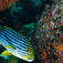 En orientalisk sötläpp (Plectorhinchus orientalis) blir omhändertagen av en putsarfisk (Labroides dimidiatus). Mantastisk! – på atollsafari i Maldiverna