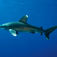 2004 hittades en död vitfenad oceanhaj, Carcharhinus longimanus, i Skredsvik en bit upp i Gullmarsfjorden på Västkusten. Nordiska rekord – först, störst, sist och minst