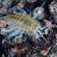En stor skorv, Saduria entomon, fotograferad i Björkvik. Skorven är en isopod som man tror har vandrat från Ishavet in i Östersjön för 7 000 år sedan när inlandsisen smälte.