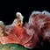 Motiv Rhinopias-skorpionfisk
Plats Rhino Rock, Rinca Island, Indonesien
Utrustning Olympus E330, 50 mm Macro, en Ikelite DS125
Exponering 1/100 sekund, bländare 9, ISO 100
Kommentar Ännu en av de spännande varelserna i Komodos nationalpark. Den här fisken står högt på många undervattensfotografers önskelista. Man får också säga att det är en fisk med karaktär.