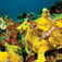 En frogfish är inte alltid så lätt att få syn på - trots sina klara färger.
En frogfish är inte alltid så lätt att få syn på - trots sina klara färger.