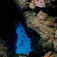 P Bell’s Blue Hole i Dahab. Taba – både till lands och till sjöss