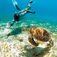 Snorkling med sköldpaddor vid Tobago Cays.
I Jack Sparrows kölvatten – segling i Grenadierna