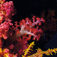 En Harlequin Ghost Pipefish (Solenostomus
paradoxus) som gärna vill gömma sig i
mjukkorallen. Koh Lanta – Thailand i toppklass