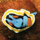 Chromodoris annae