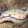Risbecia tryoni