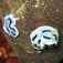 Chromodoris willani (vänster) som hänger med en Chromodoris dianae.