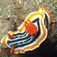Chromodoris magnifica
