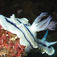 Chromodoris lochi