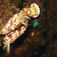 Phyllidia varicosa