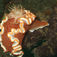Glossodoris rufmarginata