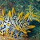 Halgerda okinawa