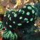 Nembrotha cristata