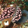 Phyllidia ocellata