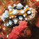 Phyllidiella pustulosa