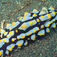 Chromodoris annulata