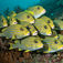 Oriental sweetlips holder tæt sammen for en sikkerheds skyld. Raja Ampat – i wobbegongernas värld