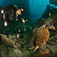 CDWS presenterar: egyptiska vrak – Thistlegorm