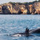 Långsamt men nyfiket kommer delfinflocken mot oss och passerar båten på cirka 20 meters håll. Mitt i denna flock simmar en liten delfinunge. Portugal – Grekisk mytologi och outforskade rev