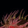 Denna vackra anemon är en vanlig syn på många av dykplatserna vi besöker i Barkley Sound. White-spotted rose anemone (Urticina lofotensis) är lätta att känna igen med den purpurröda färgen och de vita prickarna. Rendezvous – En smaragdgrön pärla i Kanadas vildmark